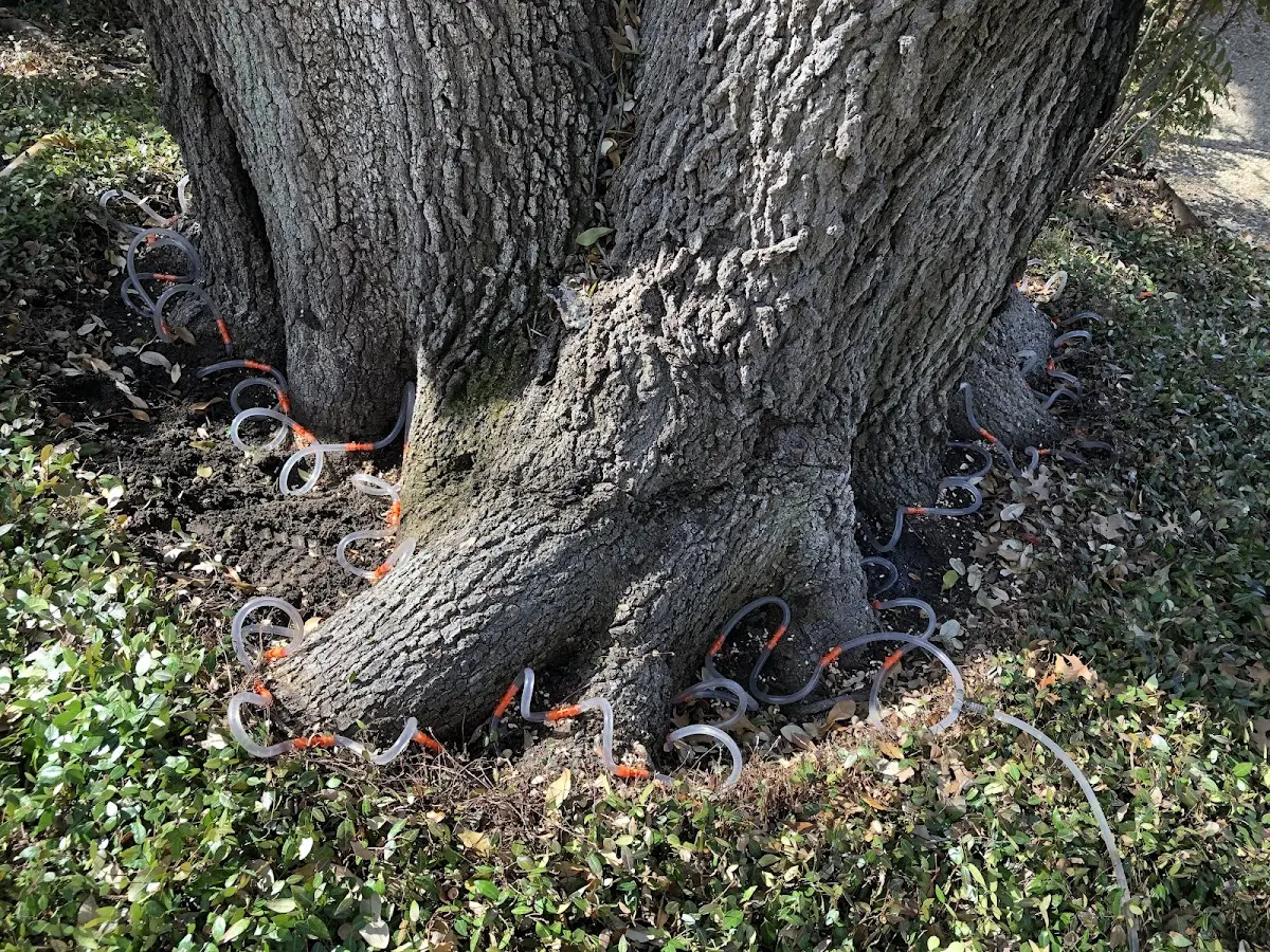 Detailed Tree Cabling and Bracing job site in Lunenburg